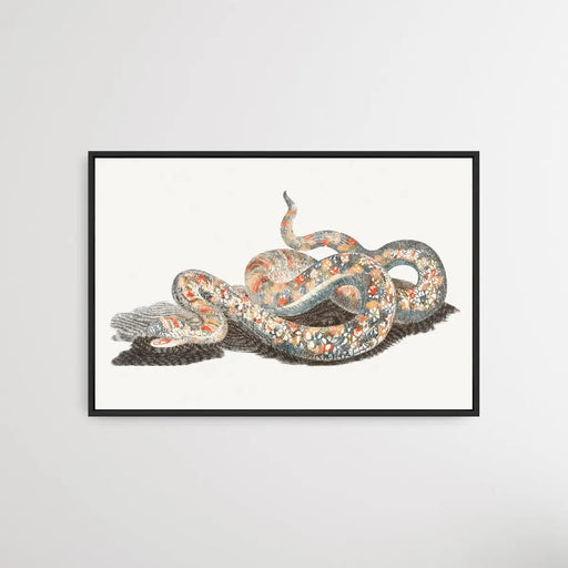 A Snake by Johan Teyler (1648-1709), Wall Art, Ozark Home 