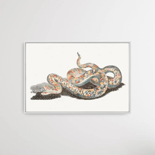 A Snake by Johan Teyler (1648-1709), Wall Art, Ozark Home 