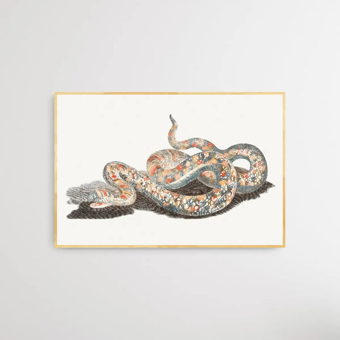 A Snake by Johan Teyler (1648-1709), Wall Art, Ozark Home 