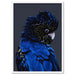 Black Cockatoo (indigo tones) - Art Print - Ozark Home