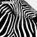 Zebra Embrace - Art Print - Ozark Home