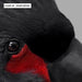 Black Palm Cockatoo - Art Print - Ozark Home