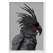 Black Palm Cockatoo - Art Print - Ozark Home