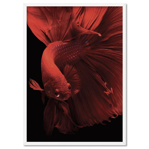 Japanese Red Betta Fighting Fish - Art Print - Ozark Home