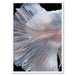 Japanese White II Betta Fighting Fish - Art Print - Ozark Home