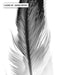 Feather Black & White I - Art Print - Ozark Home