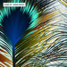 Peacock Feathers - Art Print - Ozark Home