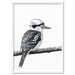 Kookaburra on Branch - Art Print, Wall Art, Ozark Home 