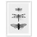 Winged Insects Entomology / Lacewing, Dragonfly & Cicada - Art Print, Wall Art, Ozark Home 