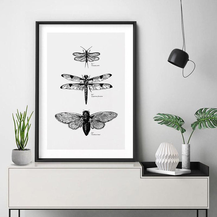 Winged Insects Entomology / Lacewing, Dragonfly & Cicada - Art Print, Wall Art, Ozark Home 