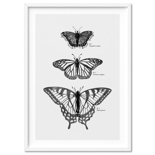 Butterflies Entomology / Mourning cloak, Viceroy & Eastern Tiger Swallowtail - Art Print, Wall Art, Ozark Home 