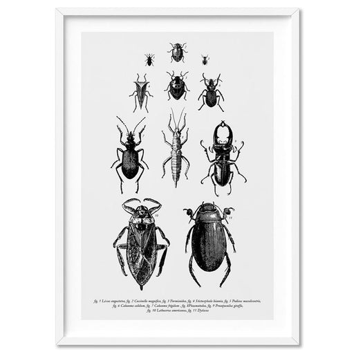 Bugs & Insects Entomology - Art Print, Wall Art, Ozark Home 