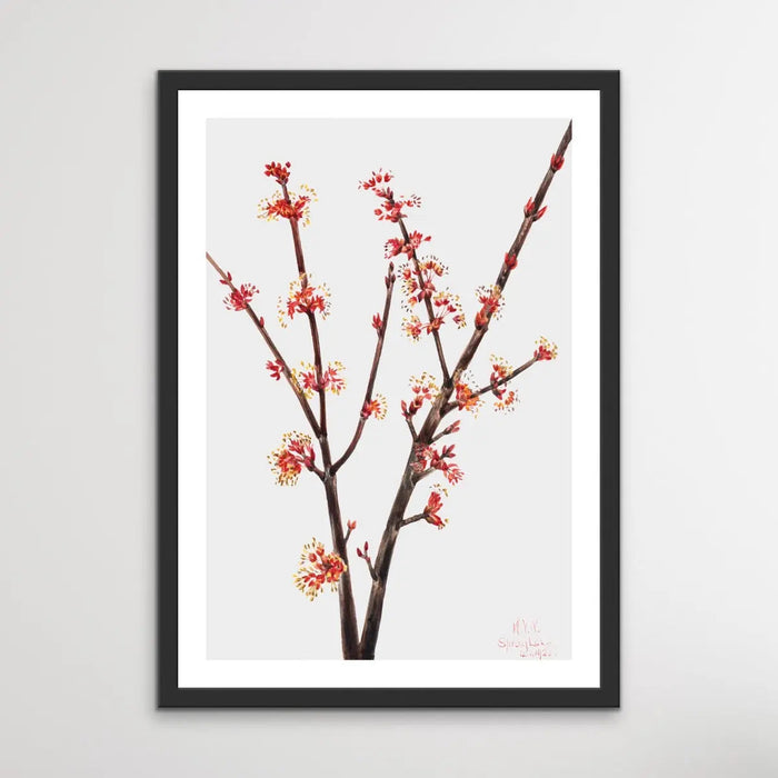 Acer Rubrum (1920) by Mary Vaux Walcott, Wall Art, Ozark Home 