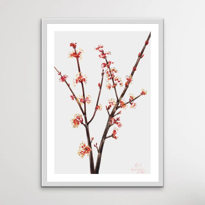 Acer Rubrum (1920) by Mary Vaux Walcott, Wall Art, Ozark Home 