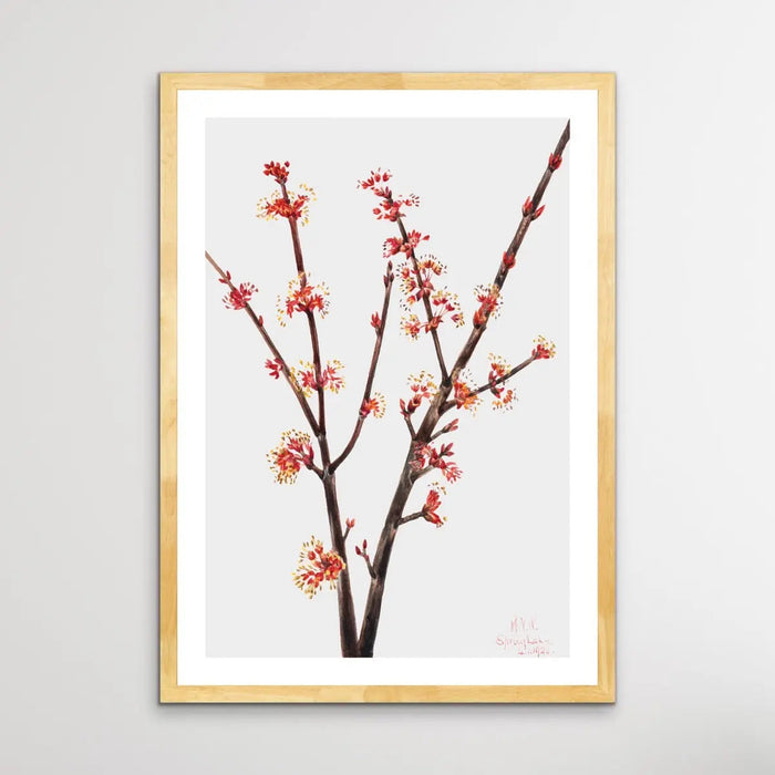 Acer Rubrum (1920) by Mary Vaux Walcott, Wall Art, Ozark Home 