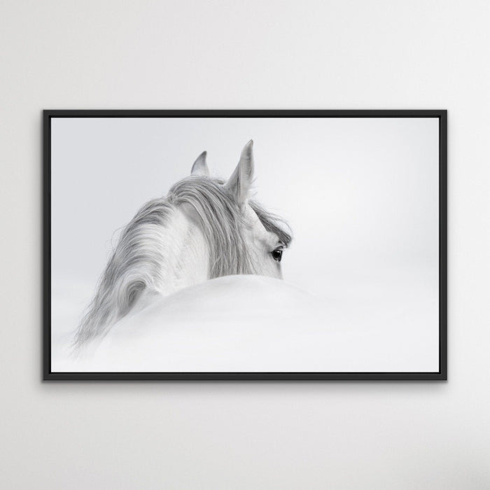 Andalusian Horse - Black and White Art Print or Canvas Print