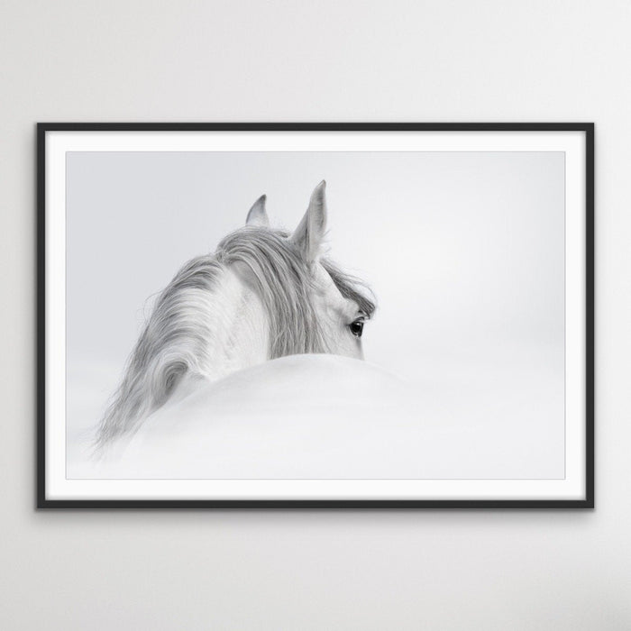 Andalusian Horse - Black and White Art Print or Canvas Print