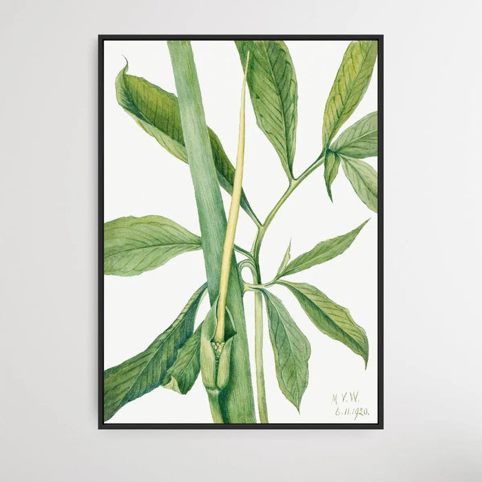 Arisaema dracontium (1920) by Mary Vaux Walcott, Wall Art, Ozark Home 