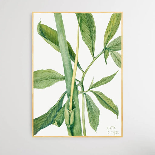 Arisaema dracontium (1920) by Mary Vaux Walcott, Wall Art, Ozark Home 