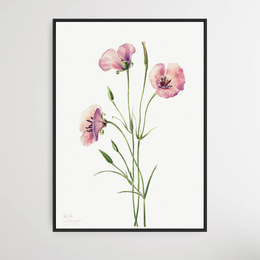 Calochortus Splendens (1926) by Mary Vaux Walcott, Wall Art, Ozark Home 