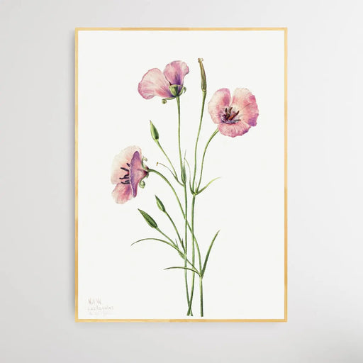 Calochortus Splendens (1926) by Mary Vaux Walcott, Wall Art, Ozark Home 