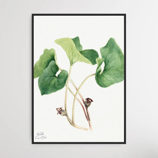 Asarum Canadense (1920) by Mary Vaux Walcott, Wall Art, Ozark Home 