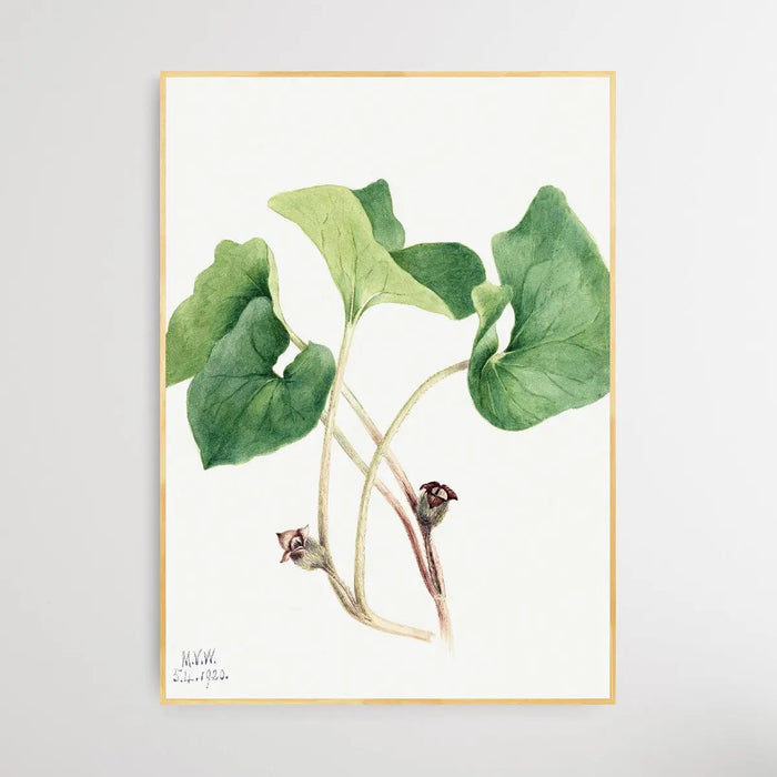 Asarum Canadense (1920) by Mary Vaux Walcott, Wall Art, Ozark Home 