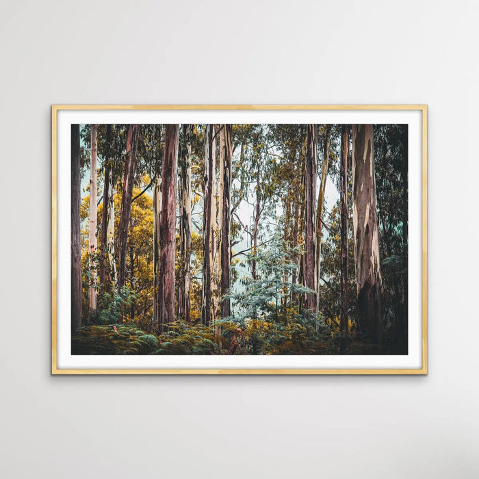 Australian Alpine Forest - Australian Nature Photographic Print