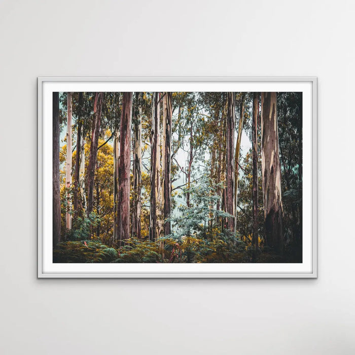 Australian Alpine Forest - Australian Nature Photographic Print