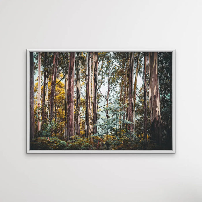 Australian Alpine Forest - Australian Nature Photographic Print