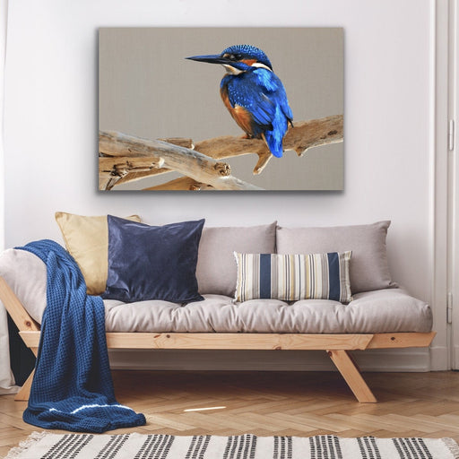 Azure Kingfisher - Blue Australian Bird Canvas And Art Print, Wall Art, Ozark Home 