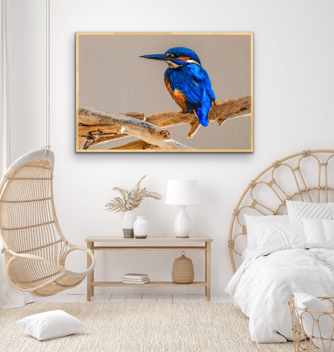 Azure Kingfisher - Blue Australian Bird Canvas And Art Print, Wall Art, Ozark Home 