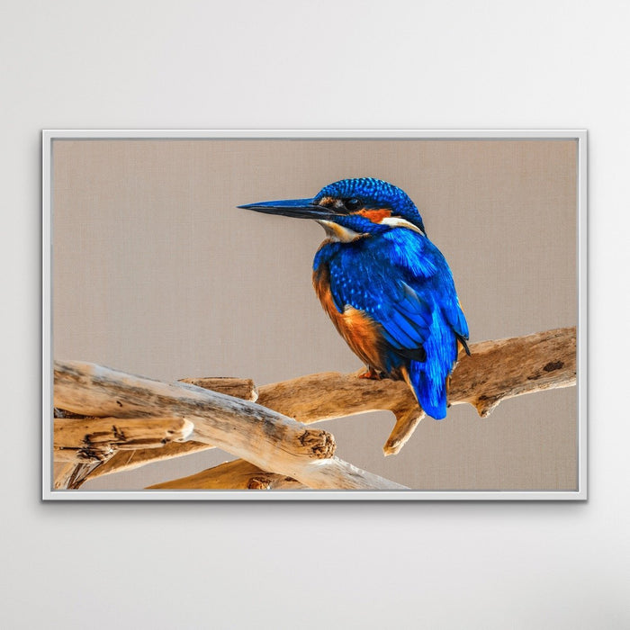 Azure Kingfisher - Blue Australian Bird Canvas And Art Print, Wall Art, Ozark Home 