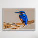 Azure Kingfisher - Blue Australian Bird Canvas And Art Print, Wall Art, Ozark Home 