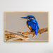 Azure Kingfisher - Blue Australian Bird Canvas And Art Print, Wall Art, Ozark Home 