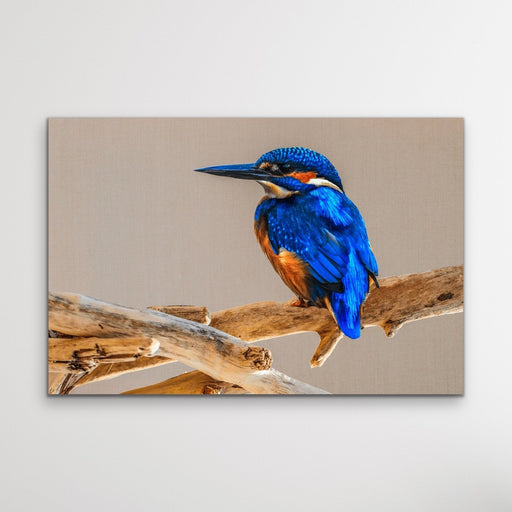 Azure Kingfisher - Blue Australian Bird Canvas And Art Print, Wall Art, Ozark Home 