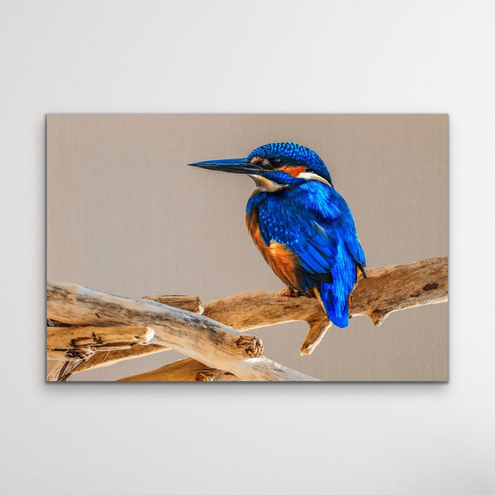 Azure Kingfisher - Blue Australian Bird Canvas And Art Print, Wall Art, Ozark Home 