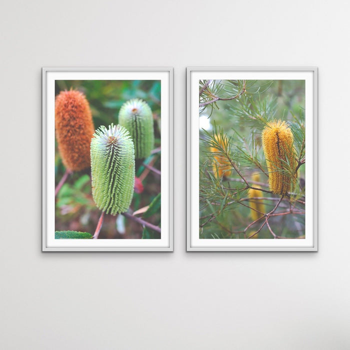 Banksia Two Piece Photographic Print Set - Australian Native Flower Wall Art, Wall Art, Ozark Home 