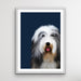 Bearded Collie Dog Art Print Stretched Canvas Wall Art, Wall Art, Ozark Home 