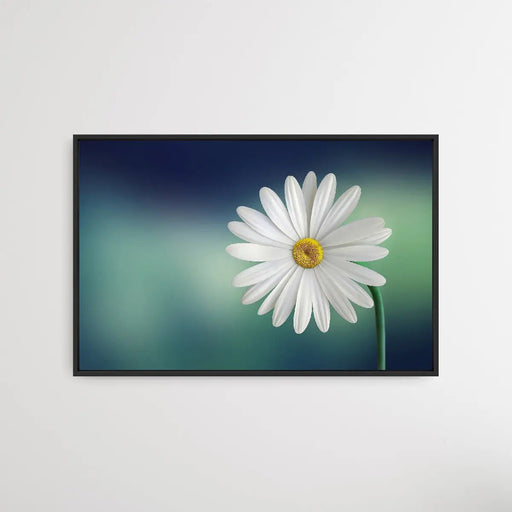 Bellis Perennis - Daisy Flower Art Print, Wall Art, Ozark Home 