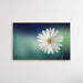 Bellis Perennis - Daisy Flower Art Print, Wall Art, Ozark Home 