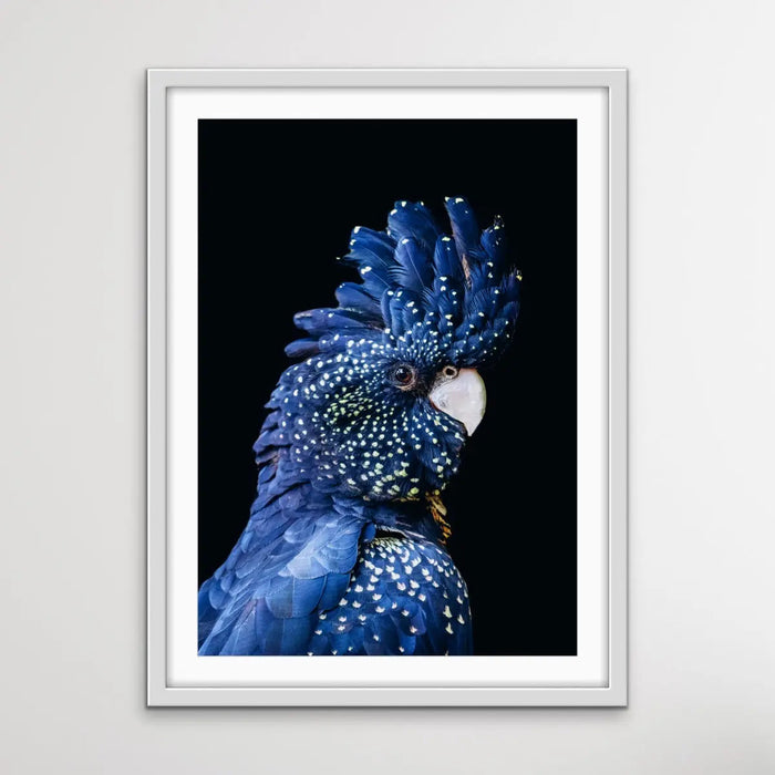 Black Cockatoo on Black - Black Cockatoo Wall Art Print Stretched Canvas Wall Art