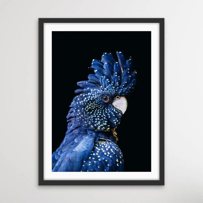 Black Cockatoo on Black - Black Cockatoo Wall Art Print Stretched Canvas Wall Art