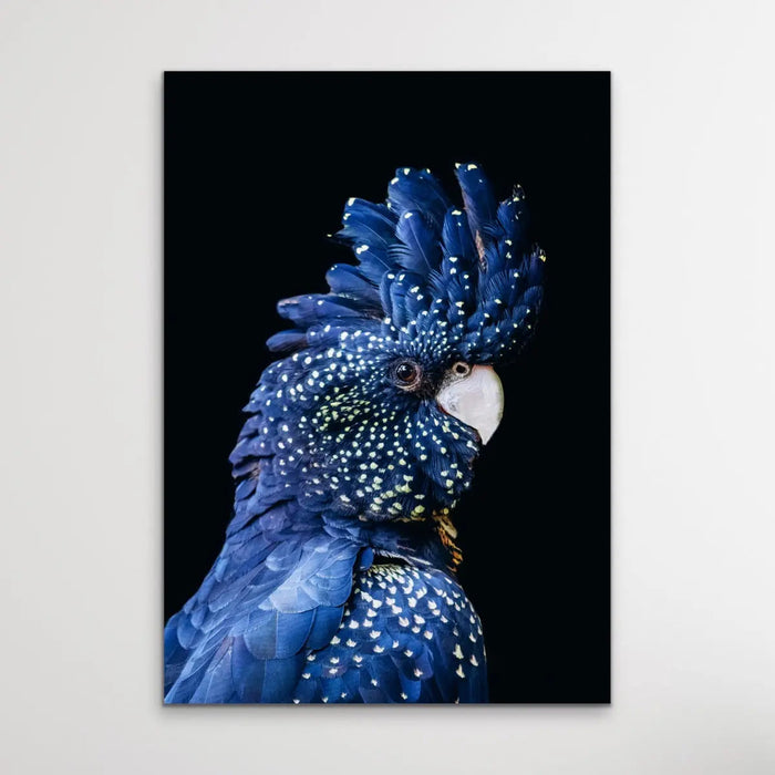 Black Cockatoo on Black - Black Cockatoo Wall Art Print Stretched Canvas Wall Art