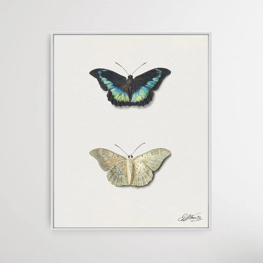 Black & White Butterfly by Georgius Jacobus Johannes van Os, Wall Art, Ozark Home 