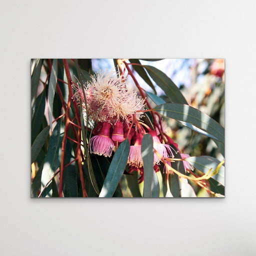 Blossom Days - Australian Nature Eucalyptus Flower Gum Tree Print, Wall Art, Ozark Home 