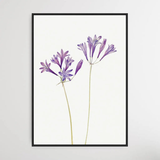 Brodiaea Laxa (1933) by Mary Vaux Walcott, Wall Art, Ozark Home 