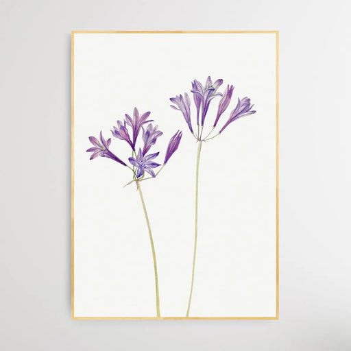 Brodiaea Laxa (1933) by Mary Vaux Walcott, Wall Art, Ozark Home 