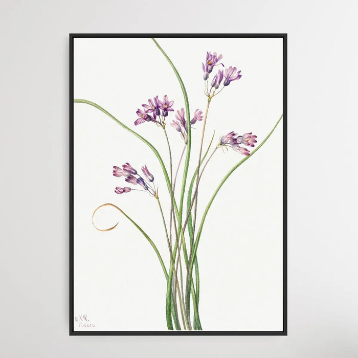 Brodiaea Pulchella (1927) by Mary Vaux Walcott, Wall Art, Ozark Home 