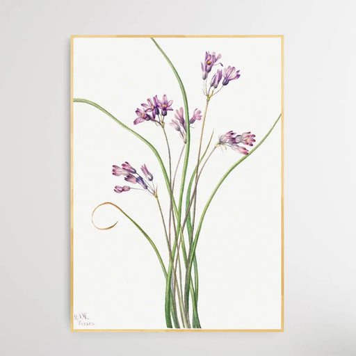 Brodiaea Pulchella (1927) by Mary Vaux Walcott, Wall Art, Ozark Home 